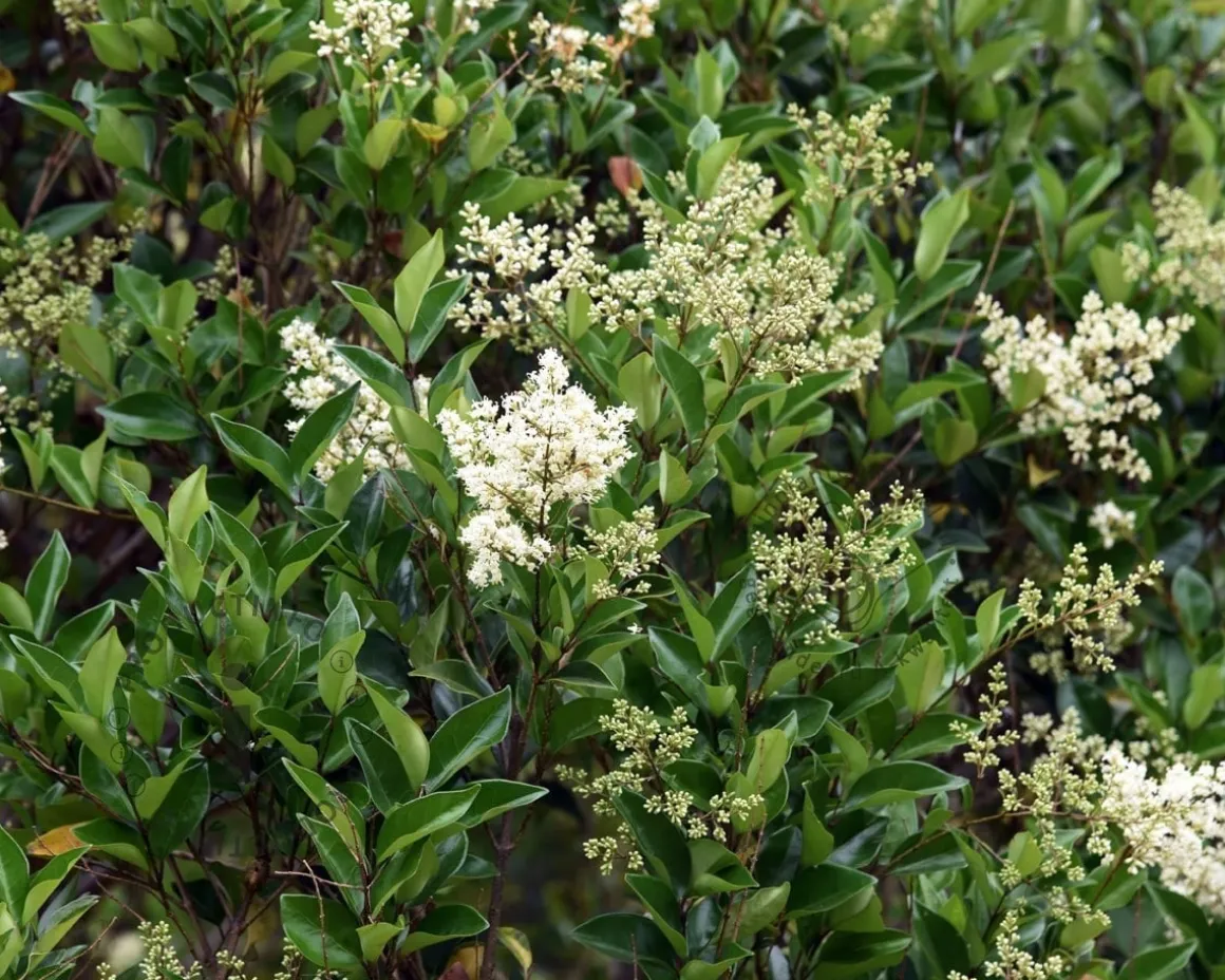 Ligustrum lucidum - XL