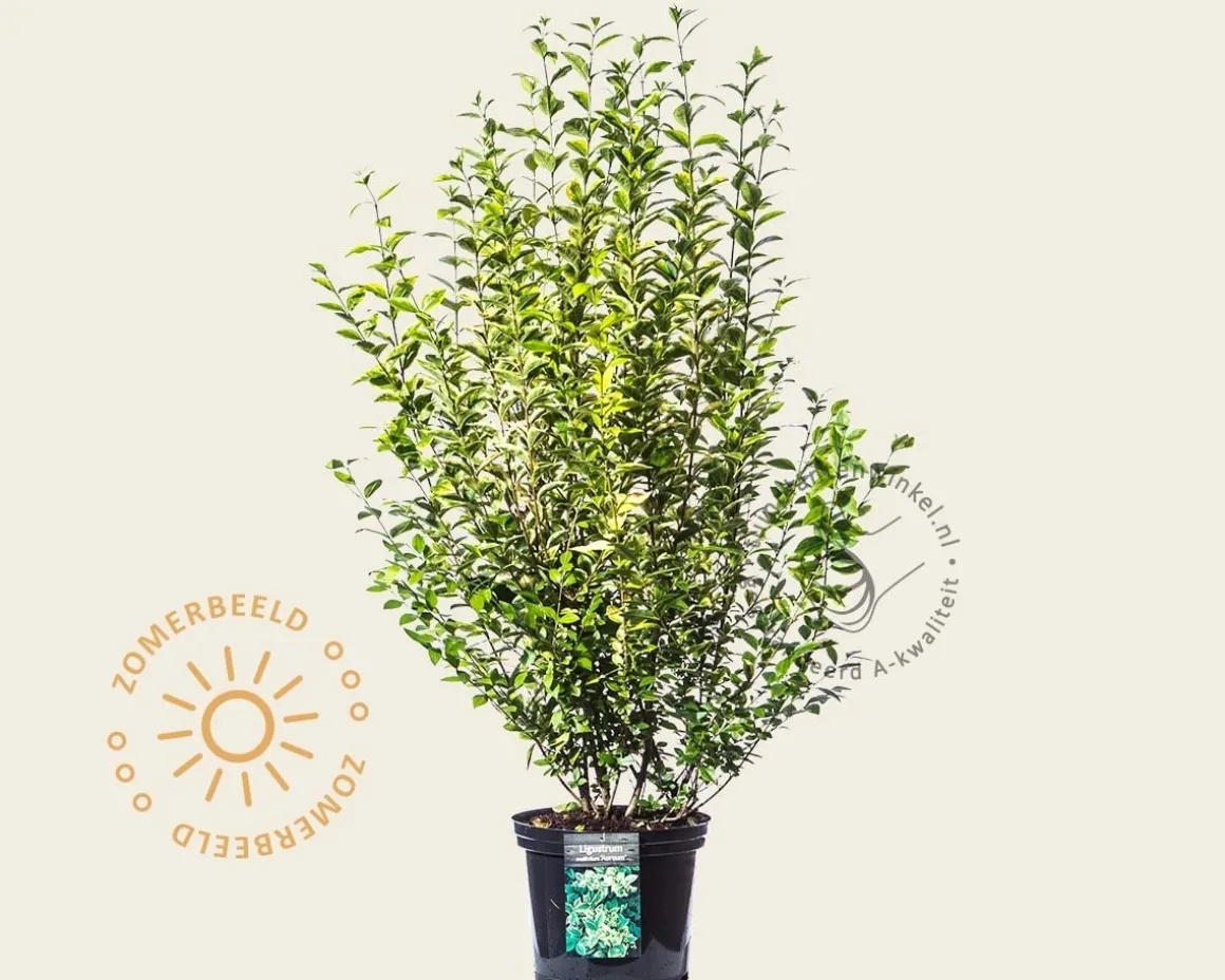 Ligustrum ovalifolium 'Aureum'