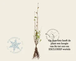 Ligustrum ovalifolium - blote wortel