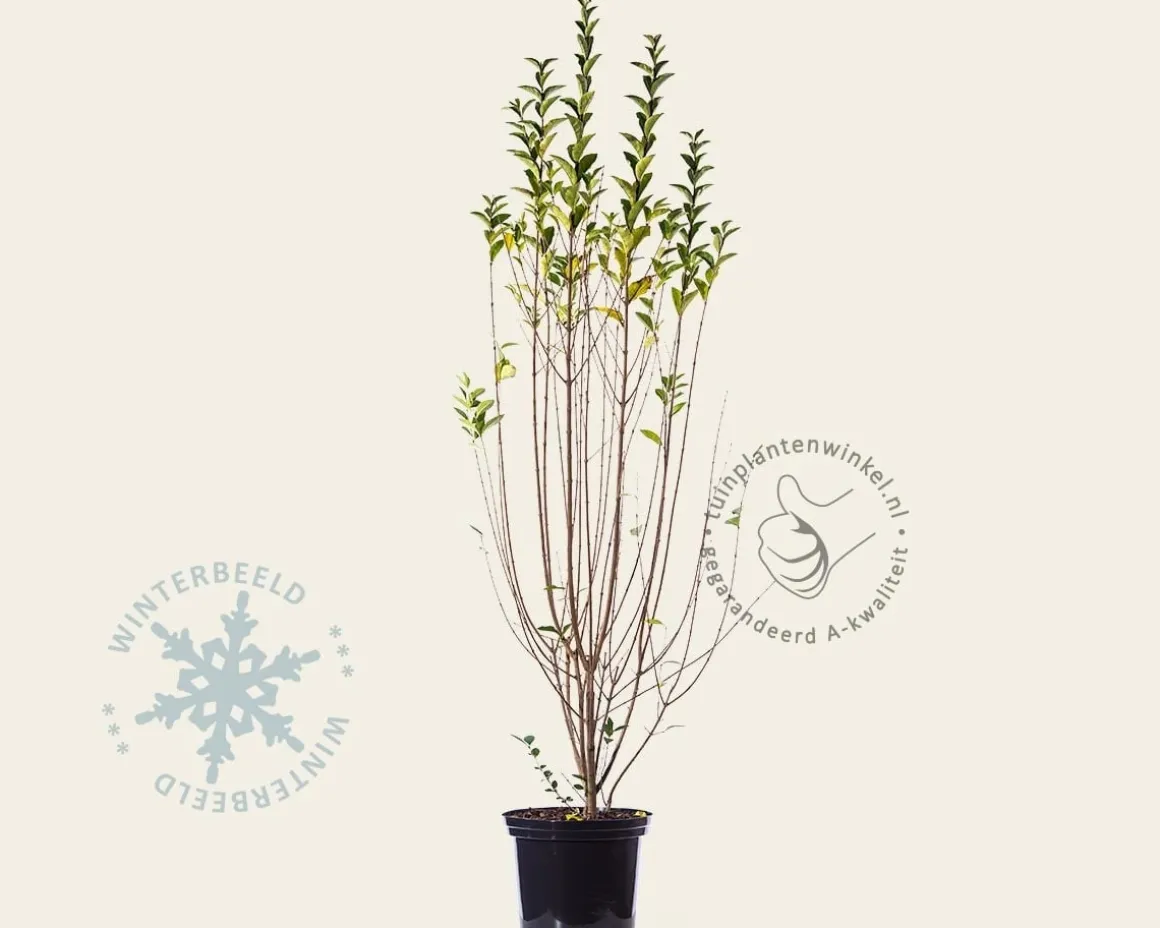 Ligustrum ovalifolium - in pot