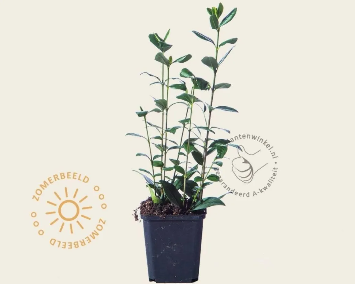 Ligustrum ovalifolium - in pot
