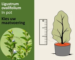 Ligustrum ovalifolium - in pot