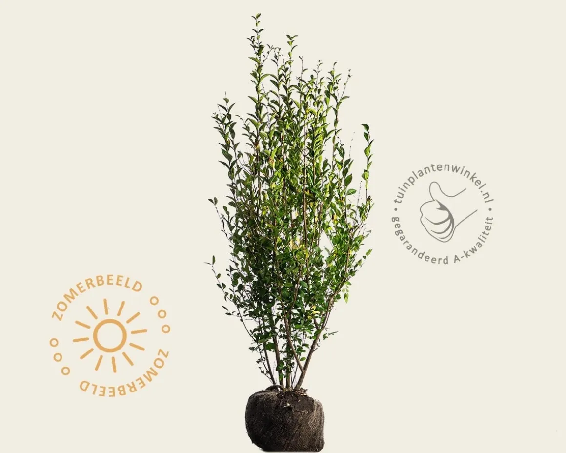 Ligustrum ovalifolium - kluit