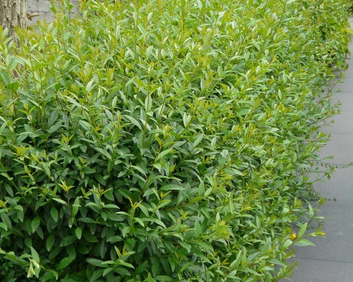 Ligustrum ovalifolium - kluit