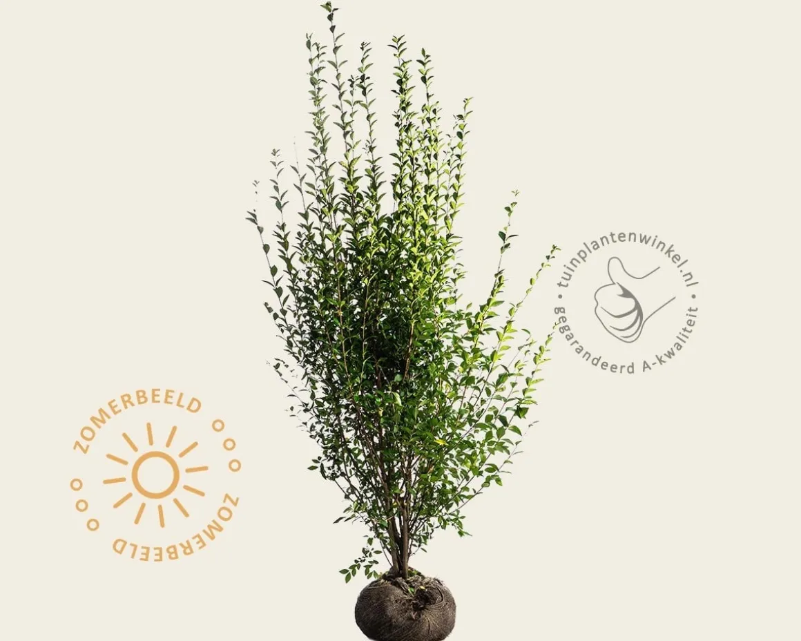 Ligustrum ovalifolium - kluit