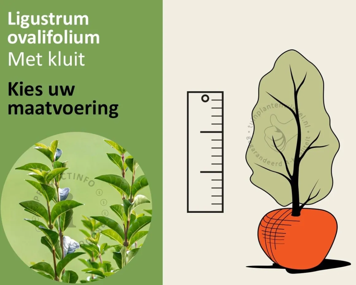 Ligustrum ovalifolium - kluit
