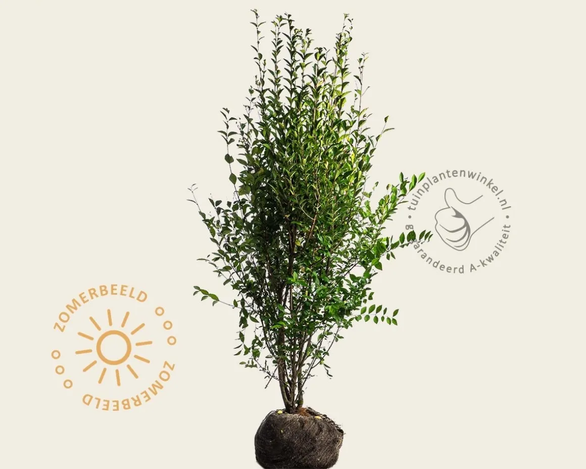 Ligustrum ovalifolium - kluit