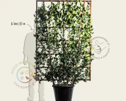 Ligustrum texanum - in rek 130x200 cm