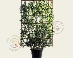 Ligustrum texanum - in rek 130x200 cm