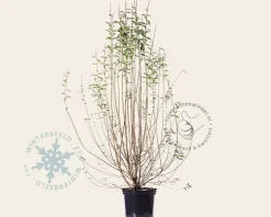 Ligustrum vulgare 'Atrovirens'