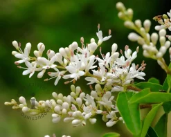 Ligustrum vulgare 'Atrovirens'