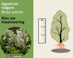 Ligustrum vulgare - blote wortel
