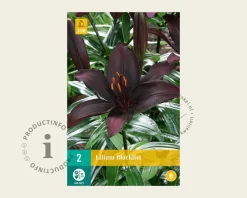 Lilium 'Blacklist'