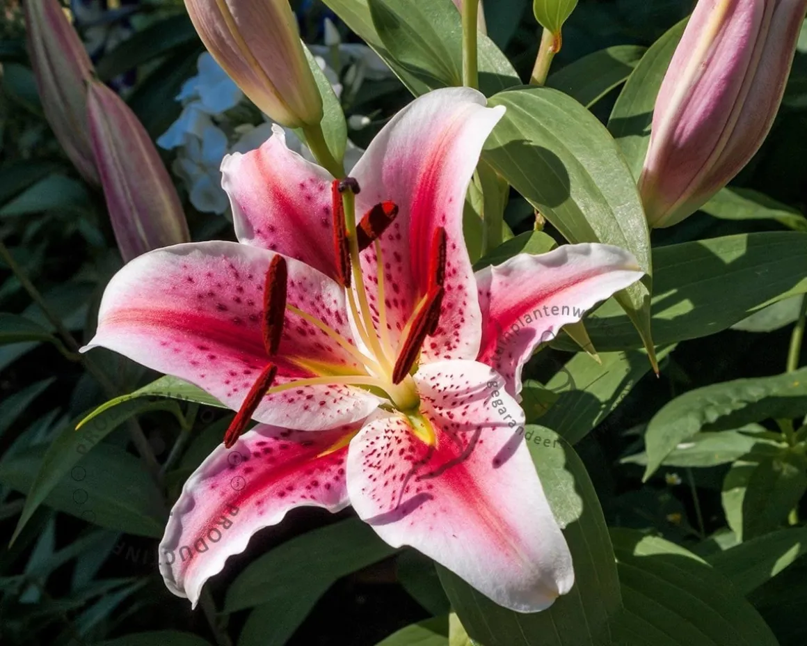 Lilium 'Hachi'