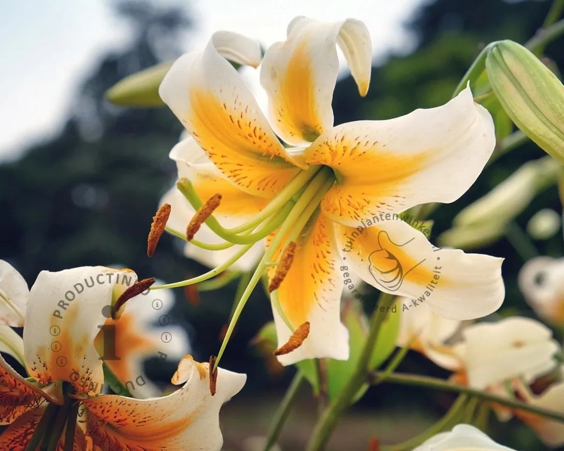 Lilium 'Lady Alice'