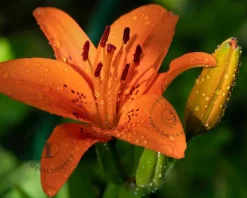 Lilium 'Orange Summer'