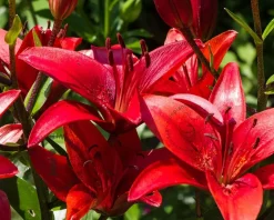 Lilium 'Red County'