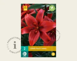 Lilium 'Red County'