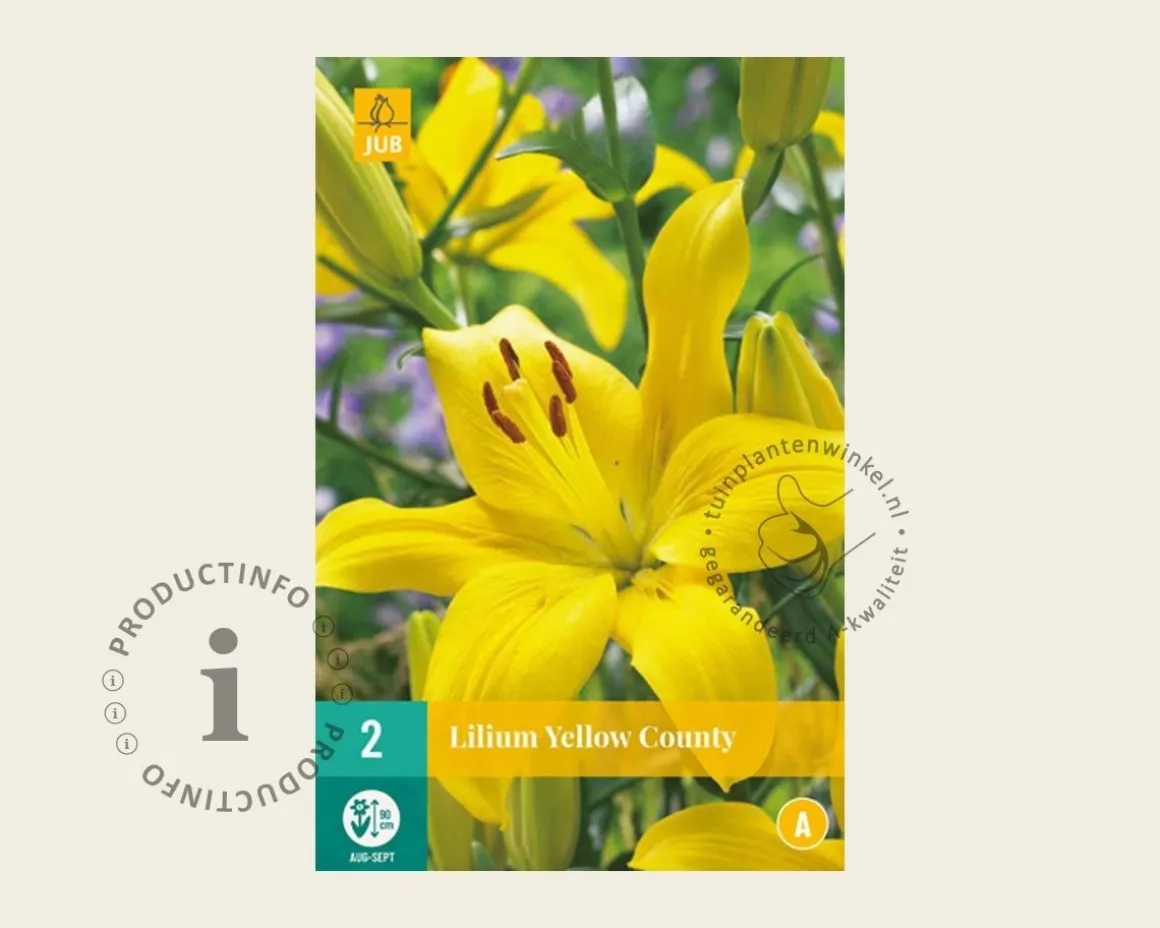 lilium 'Yellow County'