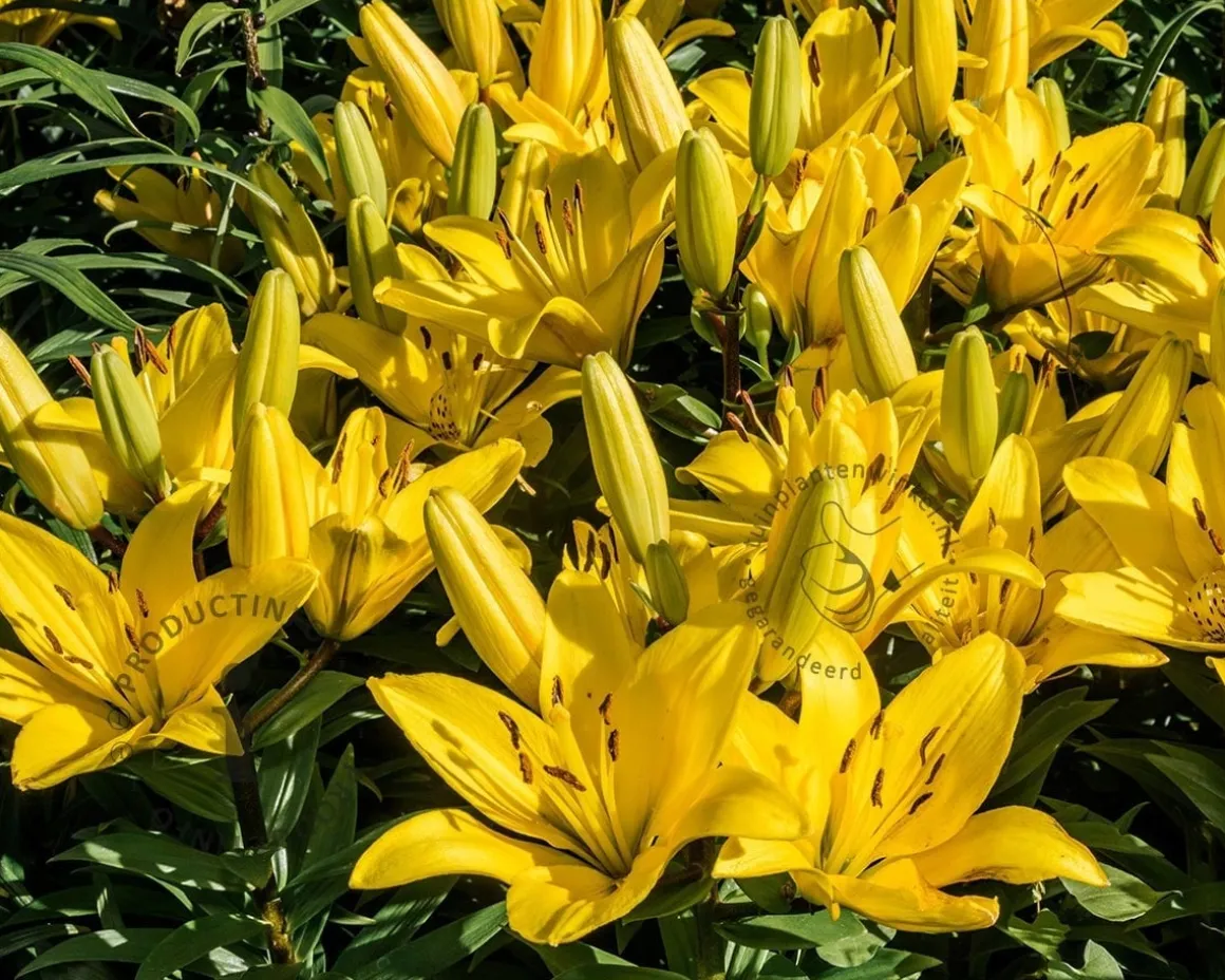 lilium 'Yellow County'