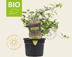 Lippia dulcis Puur
