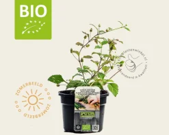Lippia dulcis Puur
