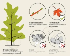Liquidambar styraciflua - beveerd