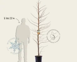 Liquidambar styraciflua - beveerd