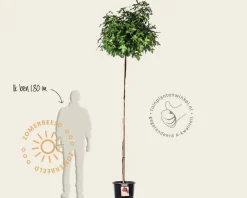 Liquidambar styraciflua 'Gum Ball' - 200 cm stam