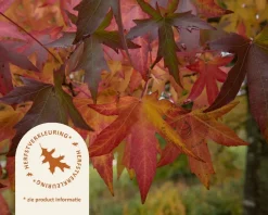 Liquidambar styraciflua 'Gum Ball' - 180 cm stam