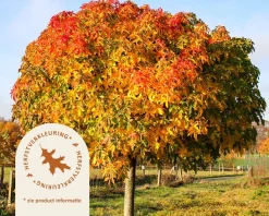 Liquidambar styraciflua 'Gum Ball' - 225 cm stam