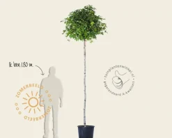 Liquidambar styraciflua 'Gum Ball' - 225 cm stam