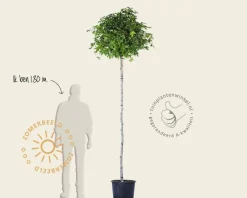 Liquidambar styraciflua 'Gum Ball' - 200 cm stam