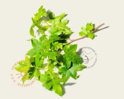 Liquidambar styraciflua - meerstammig