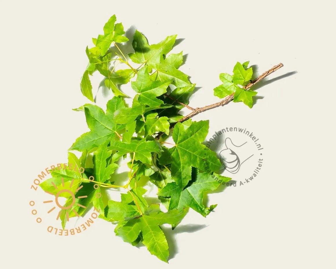 Liquidambar styraciflua - meerstammig