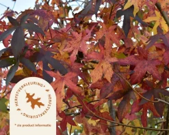 Liquidambar styraciflua - meerstammig