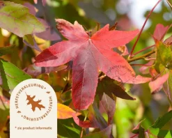 Liquidambar styraciflua 'Slender Silhouette'