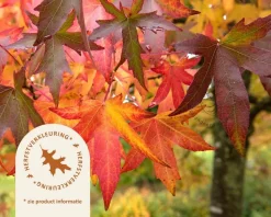 Liquidambar styraciflua 'Worplesdon'