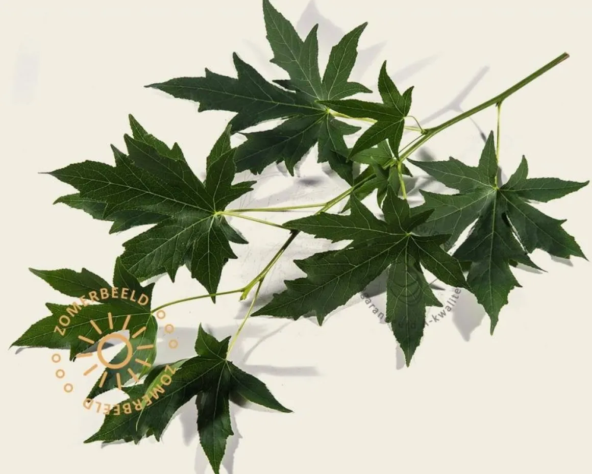 Liquidambar styraciflua 'Worplesdon'