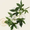 Liquidambar styraciflua 'Worplesdon' - beveerd