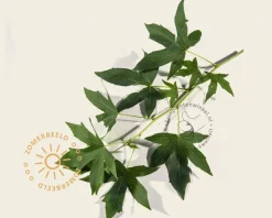Liquidambar styraciflua 'Worplesdon' - Boogvorm set