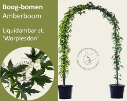 Liquidambar styraciflua 'Worplesdon' - Boogvorm set