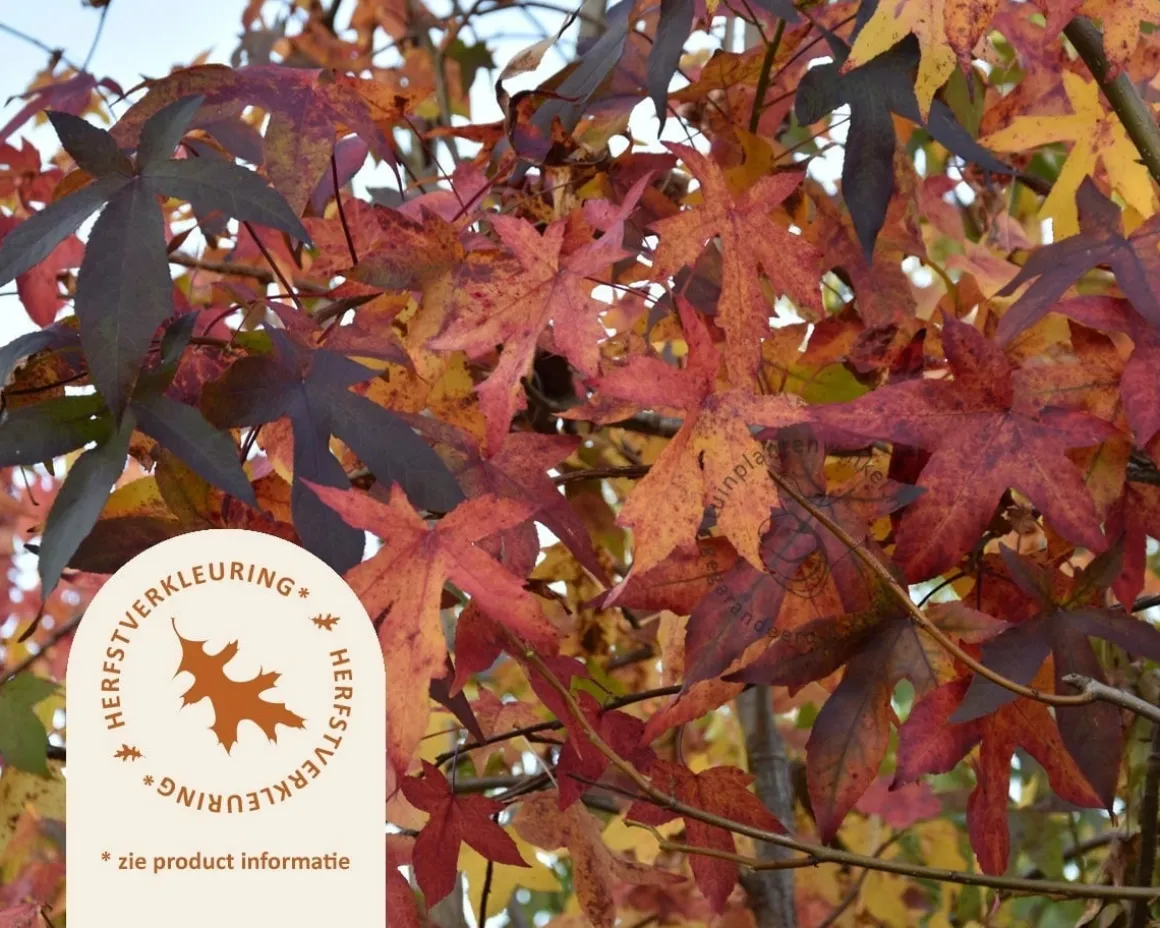 Liquidambar styraciflua - XL