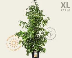 Liquidambar styraciflua - XL