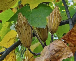 Liriodendron tulipifera