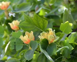 Liriodendron tulipifera
