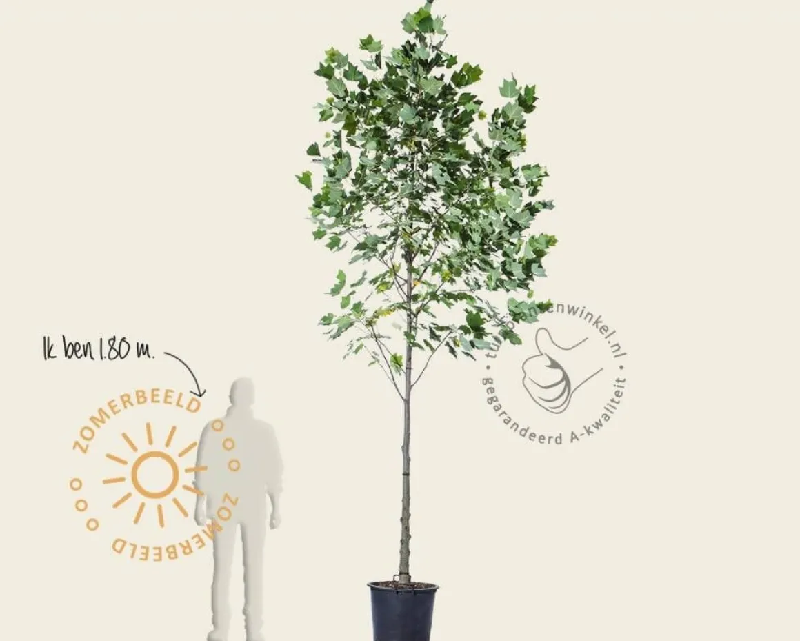 Liriodendron tulipifera