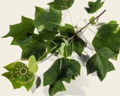 Liriodendron tulipifera