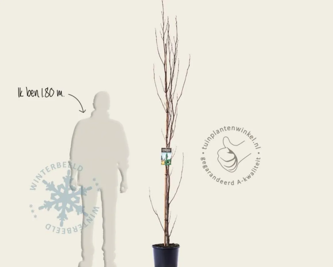 Liriodendron tulipifera 'Fastigiatum'
