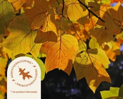 Liriodendron tulipifera 'Fastigiatum'